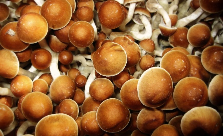 What to Know About Magic Mushroom Use