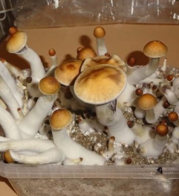 Golden Teacher Mushrooms