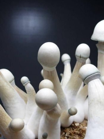 Penis envy mushrooms