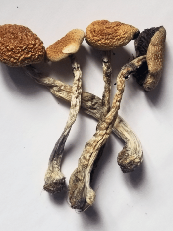Psilocybe Cubensis B+